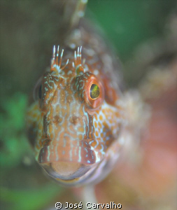 Blennie (Ophioblennius Atlanticus Atlanticus) - Sesimbra,... by José Carvalho 